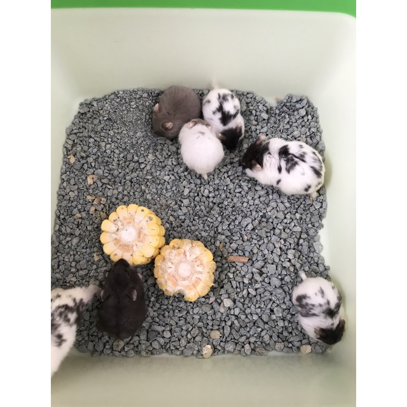 hamster campbell panda