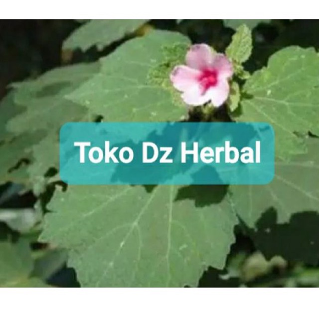 

Daun pulutan segar 1 kg petik langsung-az