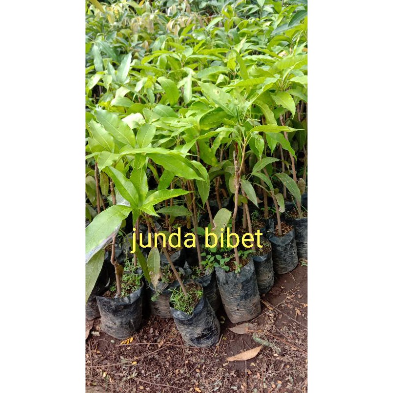 

MURAH!! Bibit Unggul Okulasi/Grafting Mangga Chokanan,