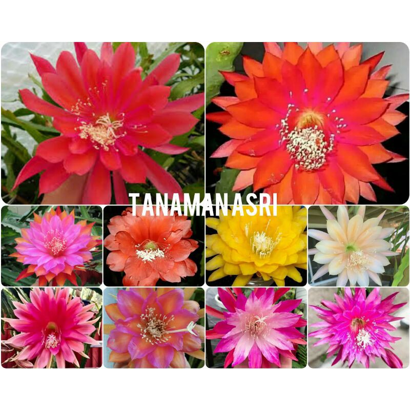 Paket 10 Tanaman Hias Wijaya Kusuma - Tanaman Hias Hidup - Bunga hidup - Bunga hias