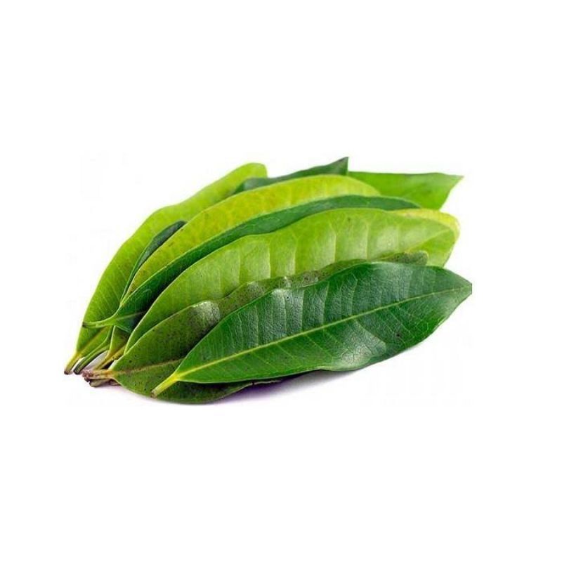 

Daun Salam Segar Fresh