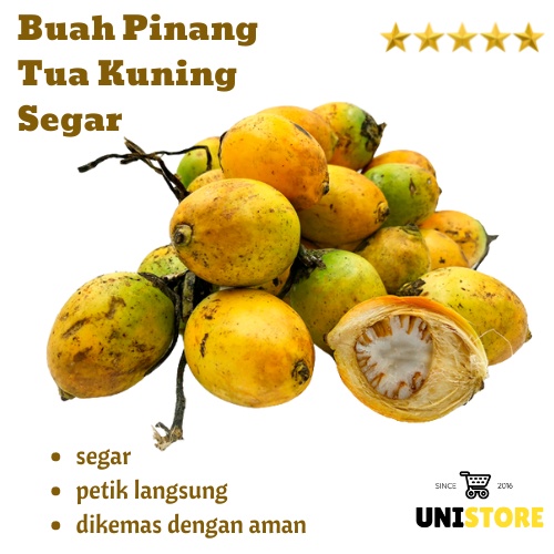 

Buah Pinang Tua Termurah Fresh 1kg Bisa untuk bibit