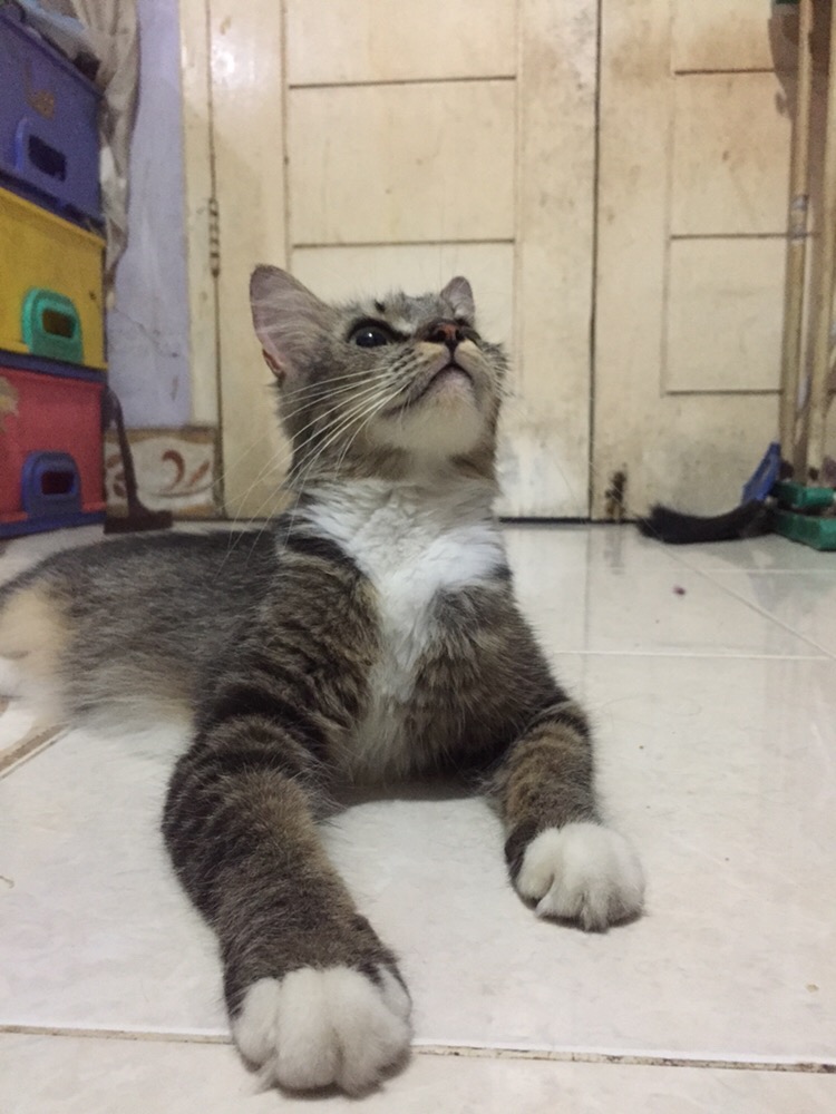 Loyang Tulban Press Tebal..ukuran 16cm 18cm 20cm, 22cm, 24cm Ketebalan 0,8cm D Jamin Tebal