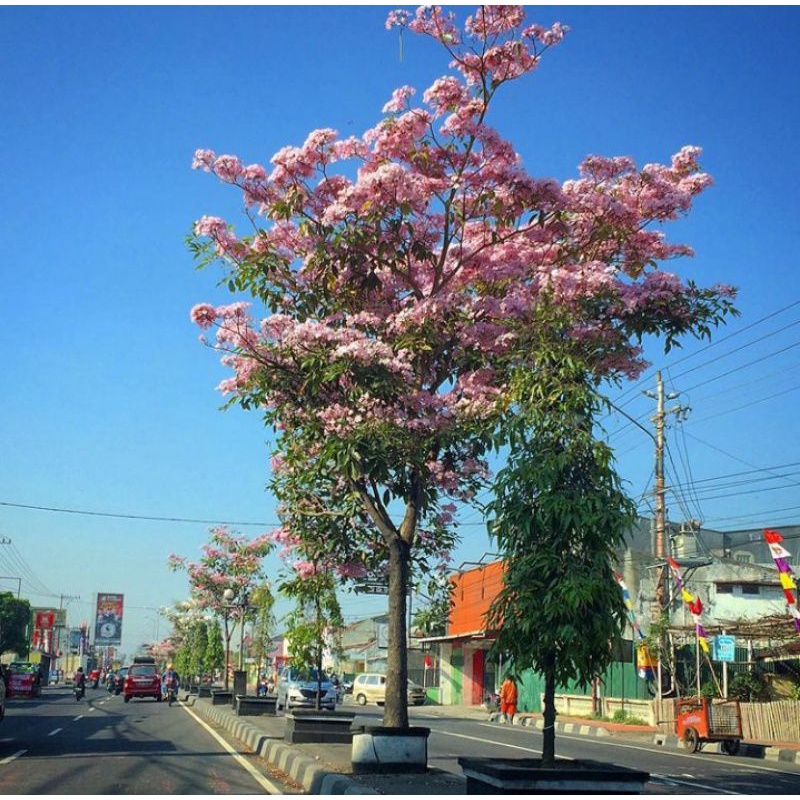 Jual Tanaman Sakura Tabebuya Tinggi Meter Bunga Pink Shopee Indonesia