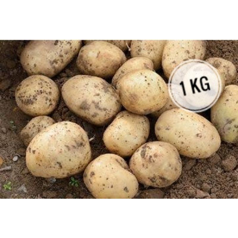 

potato / kentang asli kerinci, jenis cipanas dengan haraga murah dan kualitas bagus