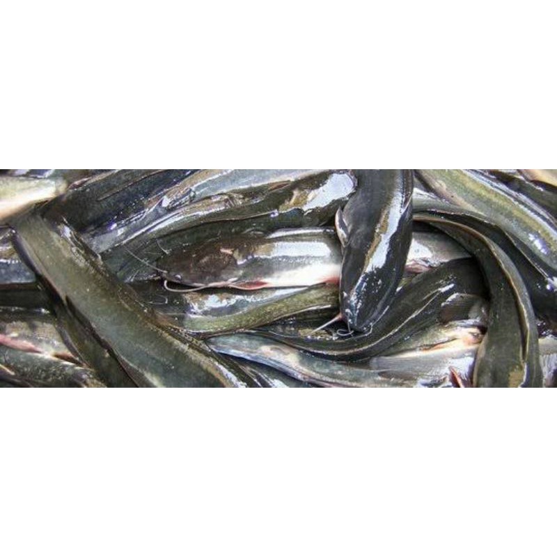 

ikan lele , lele segar , lele fresh 500gr