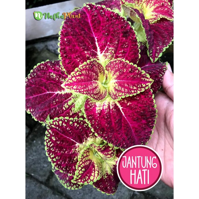 Miana JANTUNG HATI