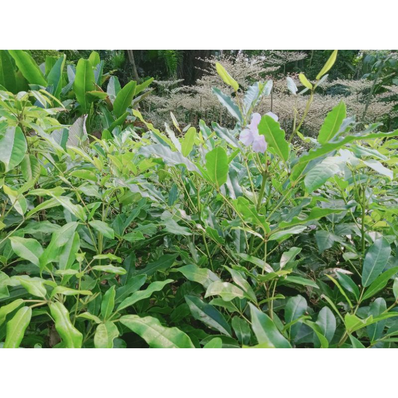 Tanaman Tabebuya Rosea - Tabebuya Rosea