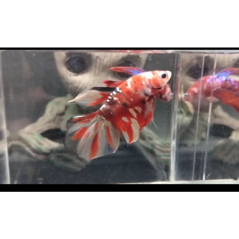 ikan cupang halfmoon nemo cooper