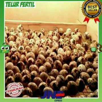 

Telur Puyuh Fertil 100%