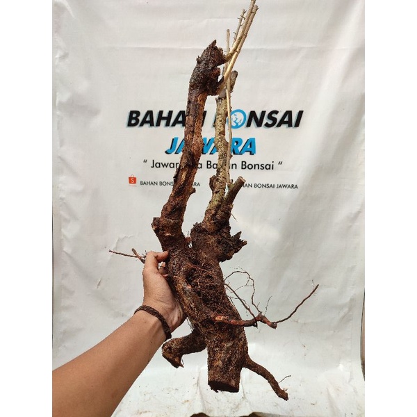 BONSAI MALAKA/ KEMLOKO/ DONGKELAN BOGEL