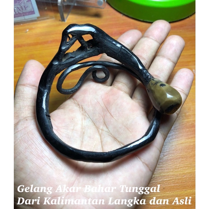 Gelang Akar Bahar Tunggal Ratu Asli dan Super dari Kalimantan