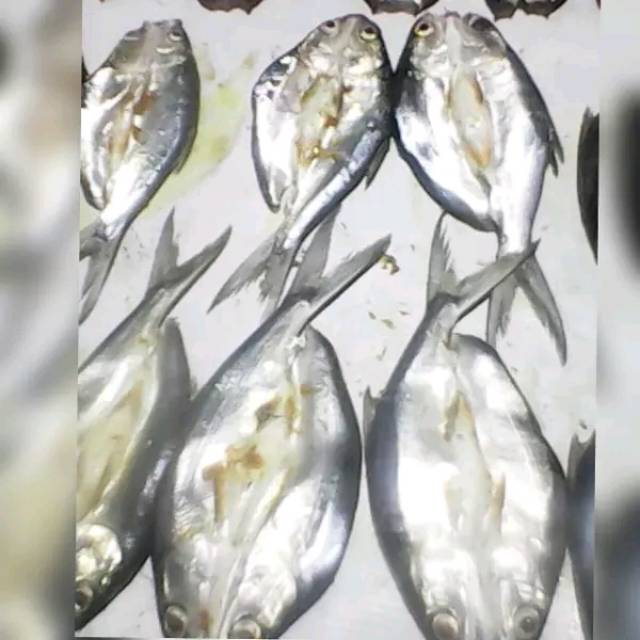 

Ikan Asin Bandeng Belah Bersih 1 Kg