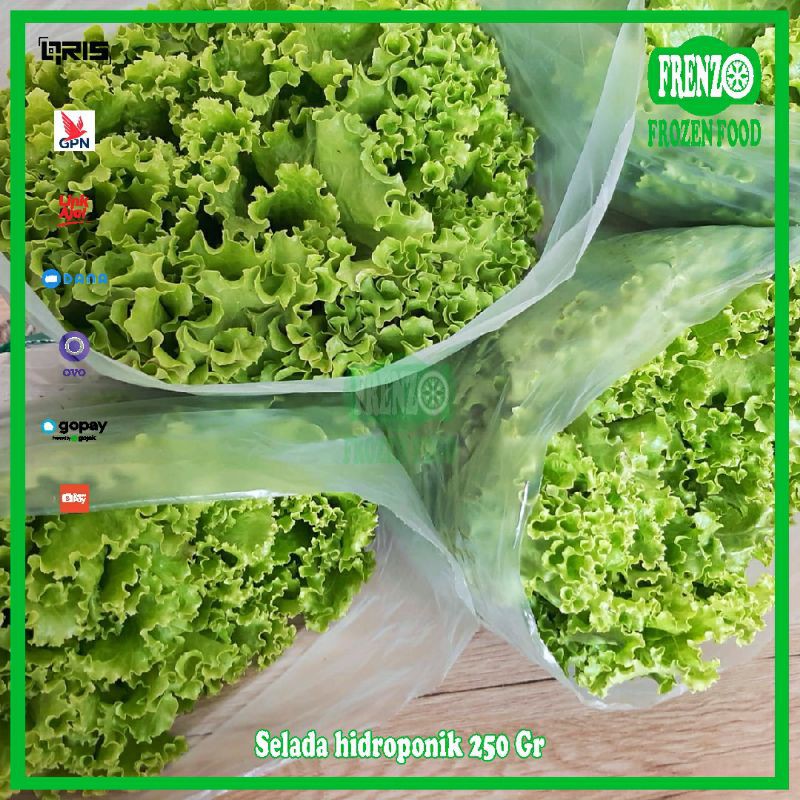 Jual Daun Selada Hidroponik 250 Gr Shopee Indonesia