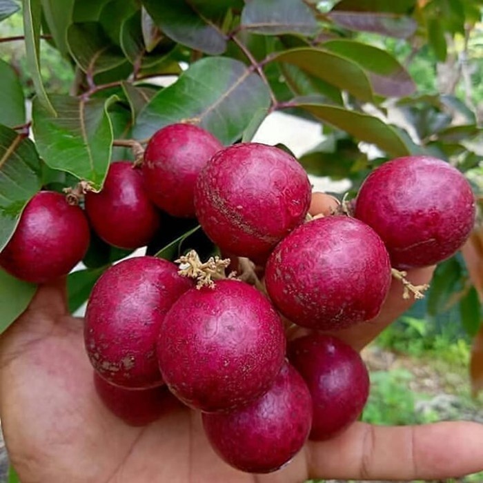 Bibit Tanaman Buah KELENGKENG MERAH Premium