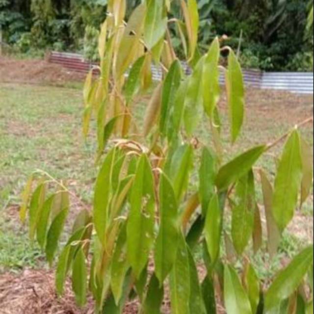 

Daun durian segar 100 gram