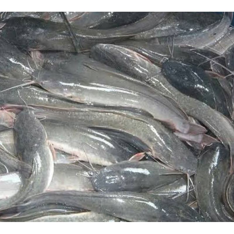 

Ikan Lele