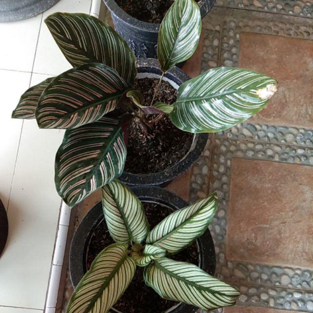 Paket 6 Jenis Calathea