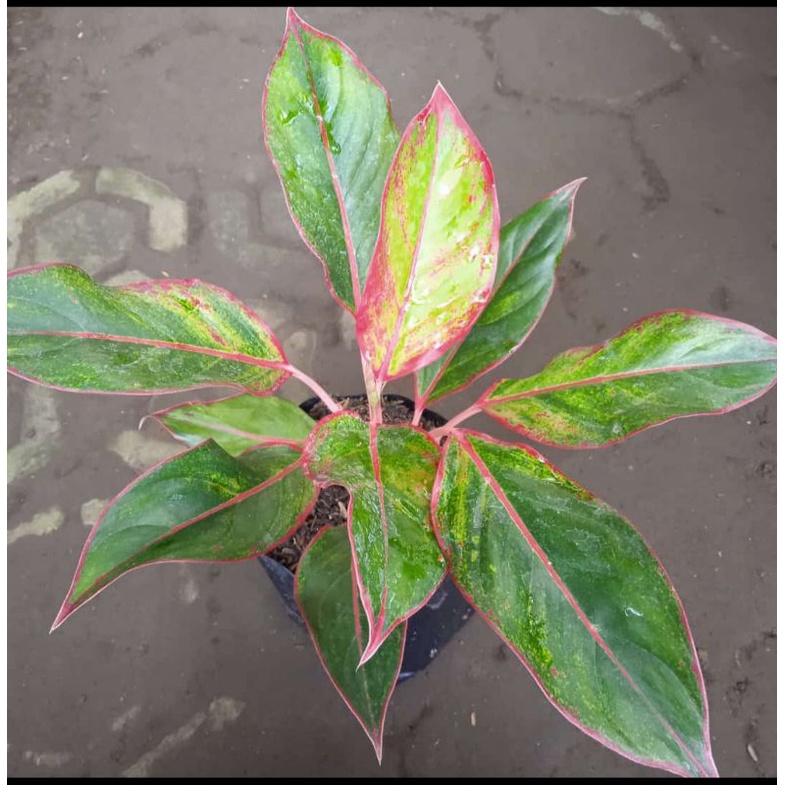 Tanama  Aglo lipstik