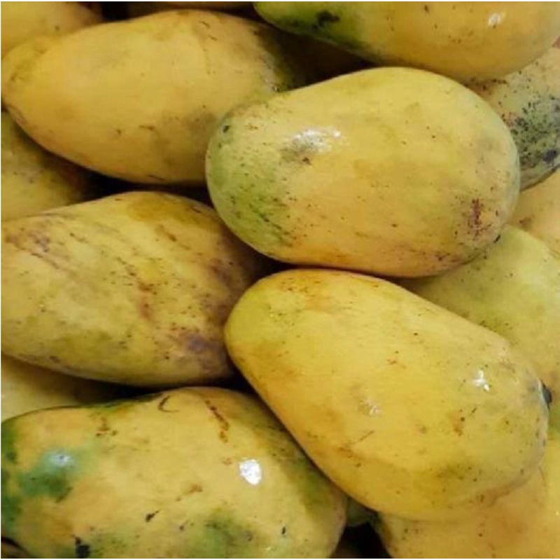 

BSM | TERMURAH Mangga Tongdam Segar 500gr - 1kg / Mangga Tongdam