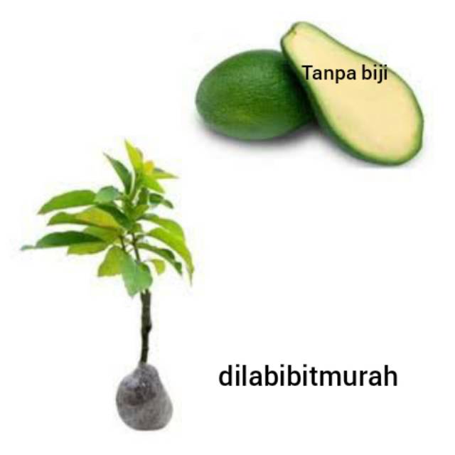 Bibit apukat tanpa biji atau non biji