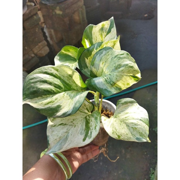 Tanaman Bunga Sirih Manjula / Sirih Varigata