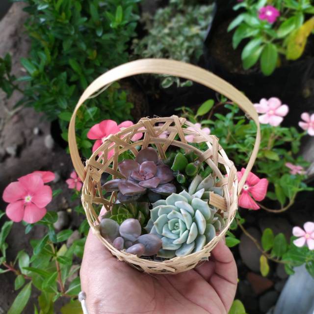 POHON SUKULEN KAKTUS CACTUS SEKULEN MINI BUNGA TAMAN TANAMAN HIAS BUKAN ARTIFICIAL