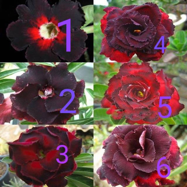 

Bibit bunga kemboja adenium paket 6