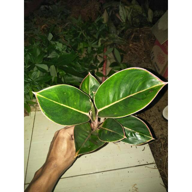 LIPSTIK BLACK FLAMINGGO Tanaman  hias  aglaonema 