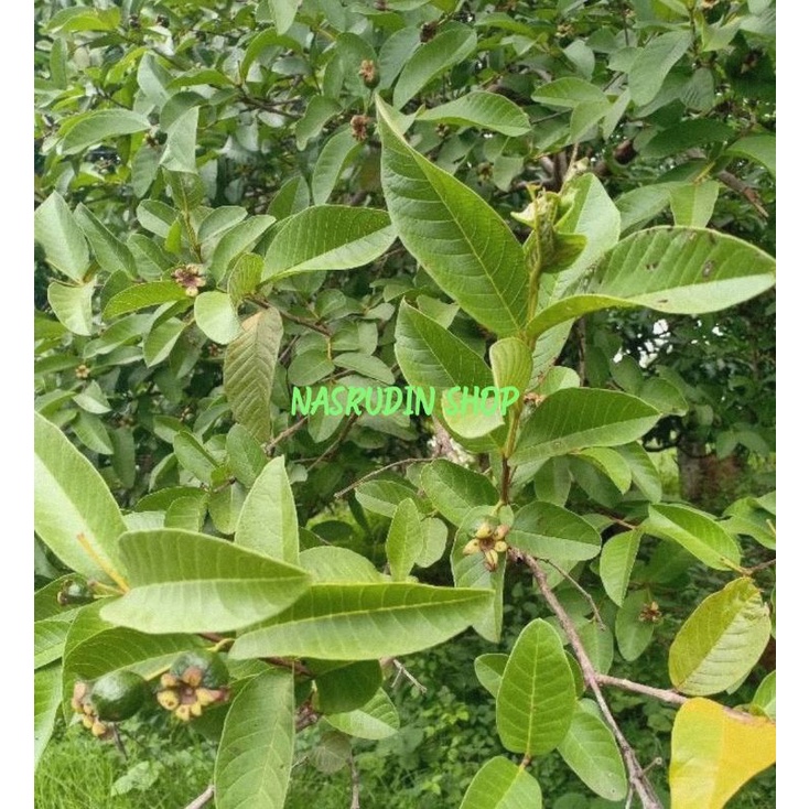 

DAUN JAMBU BIJI SEGAR LANGSUNG PETIK | DAUN JAMBU BATU