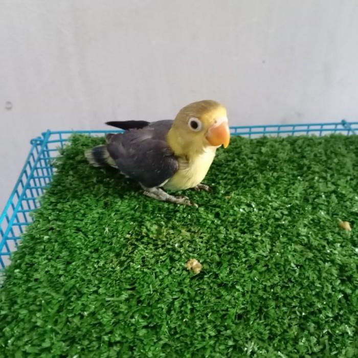 anakan/lolohan burung lovebird PB violet