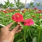 tanaman hias bunga ZINNIA bunga kertas atau pohon bunga iertas Zinnia