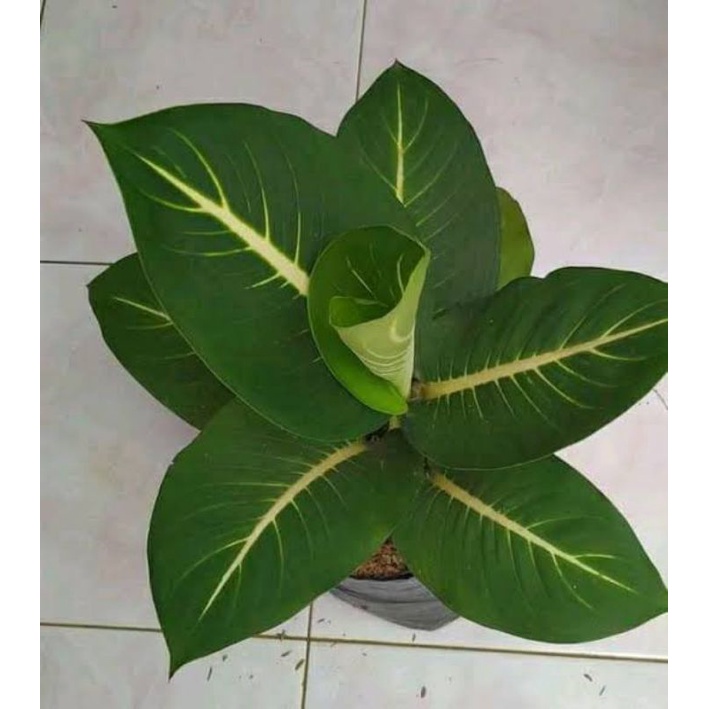 diven gurita
