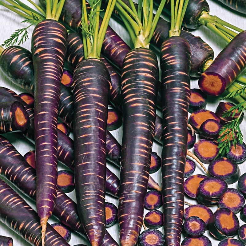 Benih Bibit Biji - Carrot Purple Haze Hybrid F1 Wortel Ungu Daging Orange Seeds - IMPORT