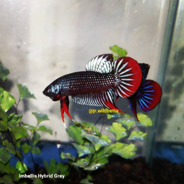 Wild Betta Imbellis Hybrid Grey - Cupang Alam Abu-abu