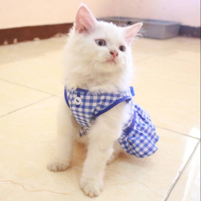 Dress kemeja kotak-kotak biru ala Paud, baju kucing lucu murah meriah size S M L XL (pilih satu)