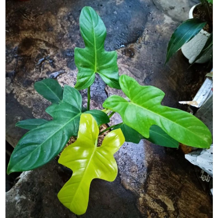 philodendron violin golden / philo golden violin