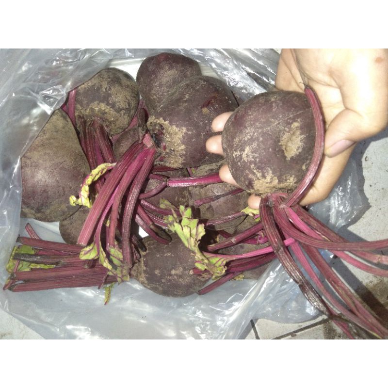 

1 KG BUAH BEET SEGAR LANGSUNG DARI KEBUN