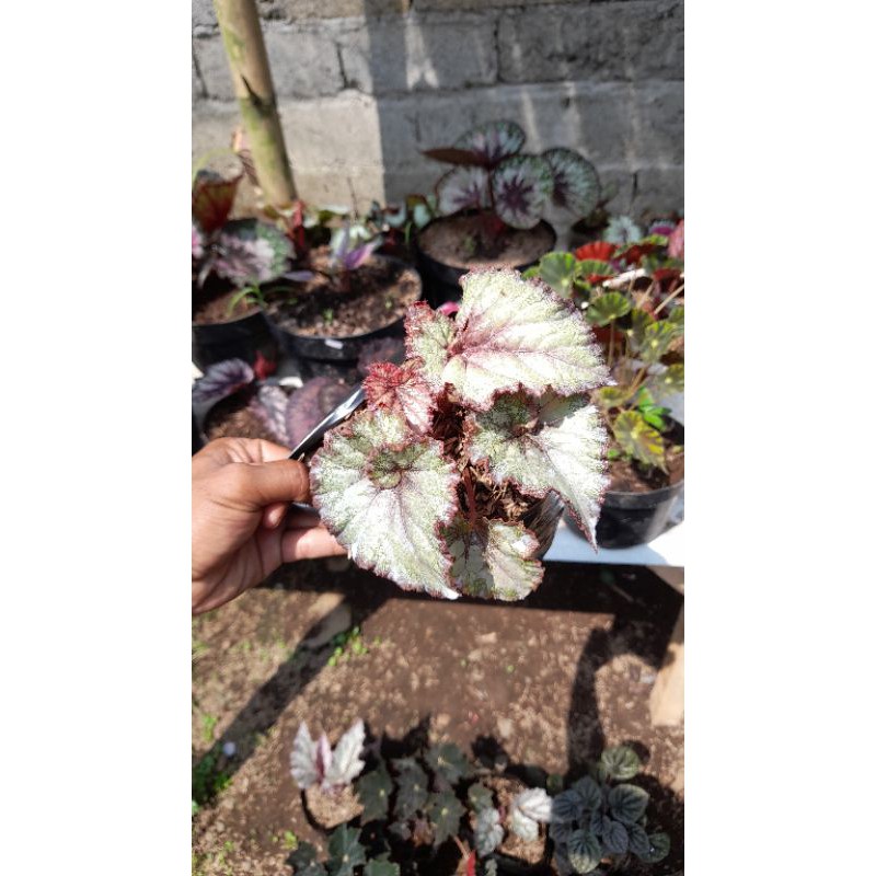Begonia keong silfer