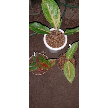 PAKET 3 AGLONEMA HQ STARDAS OBAMA