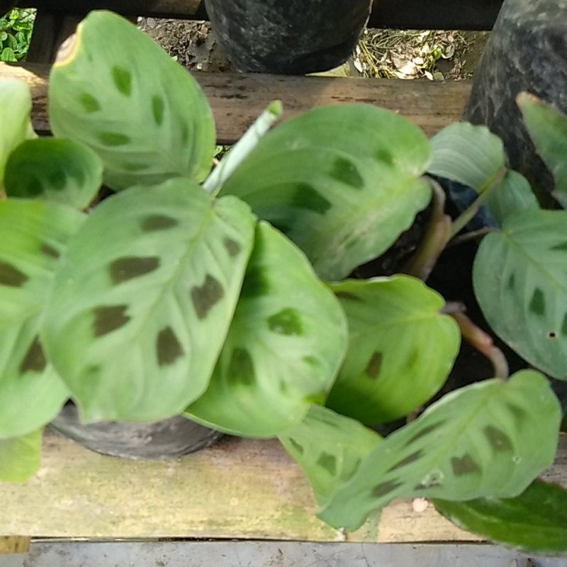 

calatea
