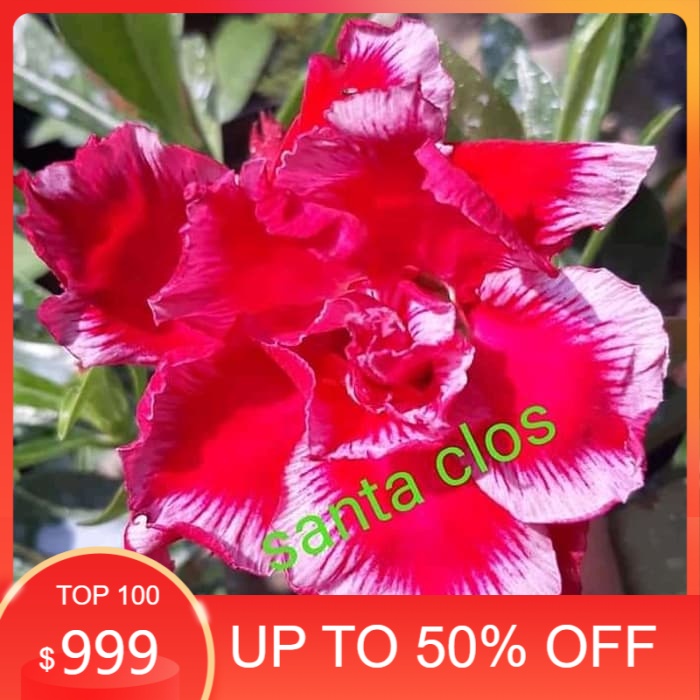 

MURAH! Bibit Bunga Kamboja Adenium Santa Clos