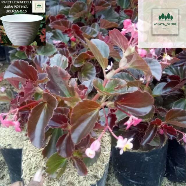 Tanaman hias bunga begonia/tanaman pot gantung