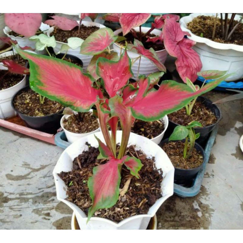 Caladium Red peacock