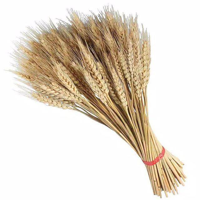 Gandum Kering asli / bunga kering gandum PERIKAT