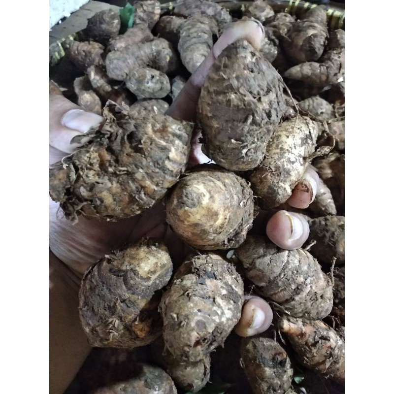 

Biang Kunyit/Kunyit Bonggol Rempah Herbal 500 gram