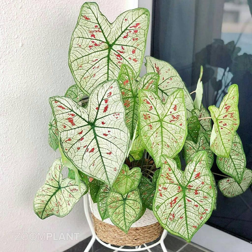 Caladium Woderland Putih Cantik // PROMO BISA COD // Garuda Putih / Jawara / White Angel / Ramla Pin
