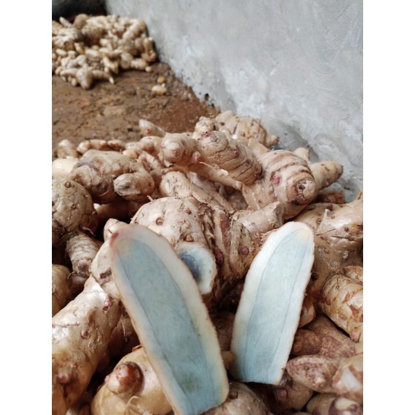 

Temu ireng-temu hitam organik 500gr