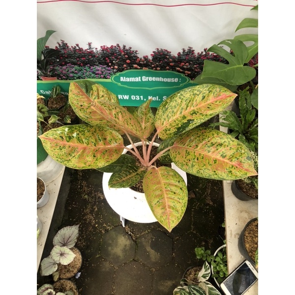 aglaonema big roy size jumbo