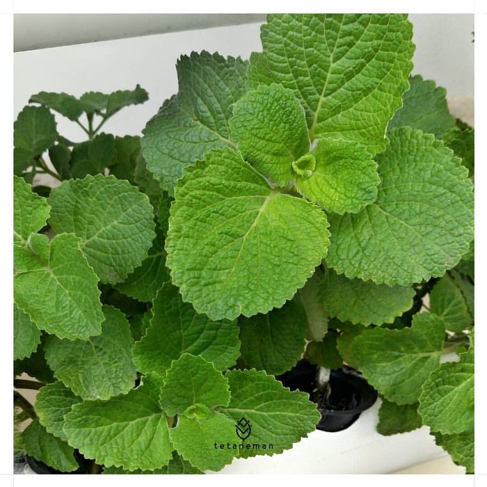 Bibit Daun Bangun Bangun Memperbanyak ASI Dan Sayur Orang Medan